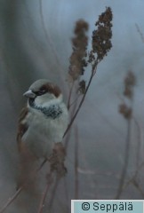 varpunen_Tampere140106_iso2B.jpg