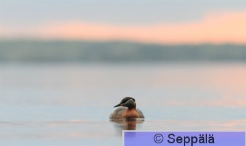 harkalintu_Tampere130513_5.jpg