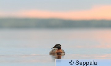 harkalintu_Tampere130513_iso5.jpg
