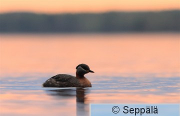 harkalintu_Tampere130513_iso10.jpg