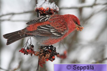 taviokuurna_Tampere121202_iso1B.jpg