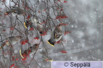 tilhi_Tampere121202_iso1.jpg