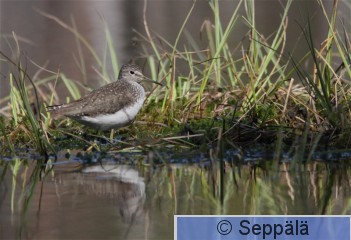 metsaviklo_Kuru120519_iso6.jpg
