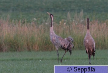 kurki_Köyliö110723_iso7.jpg