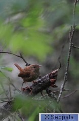 peukaloinen_Kuru120808_iso1B.jpg