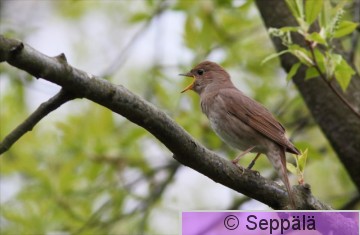 satakieli_Helsinki120510_iso1.jpg