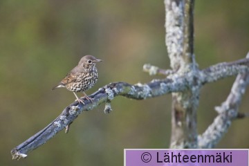 000002 Laulurastas_18092011_Kokemäki Puurijärvi.jpg