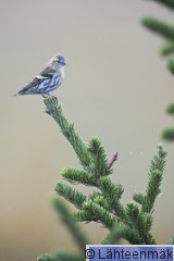 000013 Vihervarpunen_17092011_Kokemäki Puurijärvi.jpg