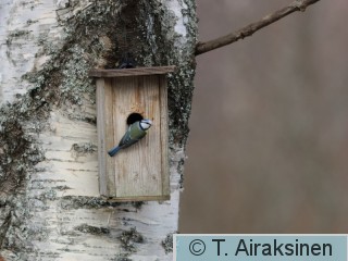 sinitiainen_IMG_0412.JPG