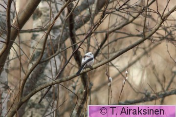 IMG_0569_linnut.JPG
