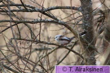 IMG_0575_linnut.JPG