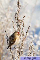 IMG_7948.jpg