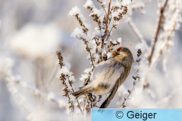 IMG_8019.jpg