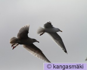 IMG_4955.jpg