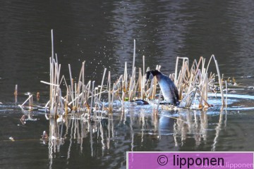 ha&#776;rka&#776;linnut-0813.jpg