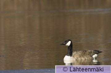 000045 Kanadanhanhia_12042009 Säkylä.jpg