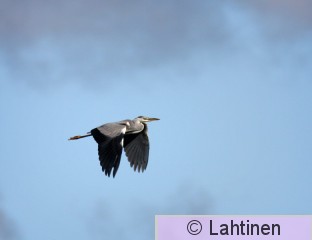 IMG_6953 k.jpg