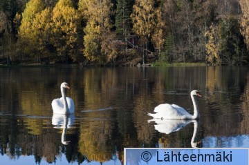 000330 Kyhmyjoutsen_09102011_Mouhijärvi Salmi.jpg