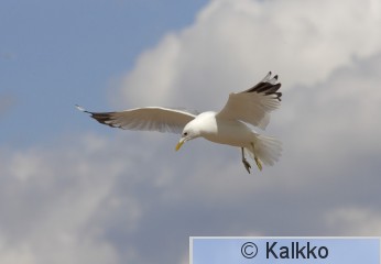 kalalokki 056.jpg
