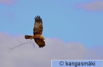 IMG_9144.jpg