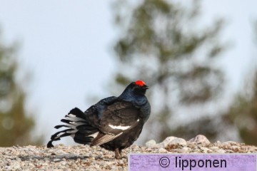 teeri-6624.jpg
