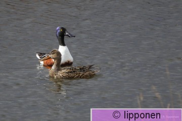 lapasorsa-6638.jpg