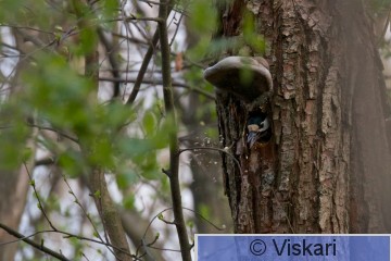 sami-viskari-käpytikka.jpg