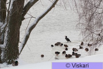 sami-viskari-merimetso.jpg