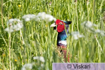 sami-viskari-fasaani.jpg