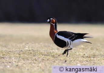 IMG_8287.jpg