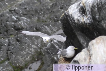 pikkukajava-8098.jpg