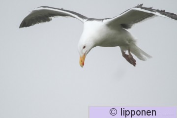merilokki-8191.jpg