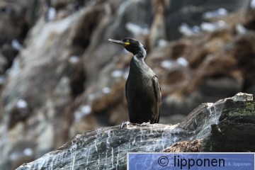 karimetso-8470.jpg