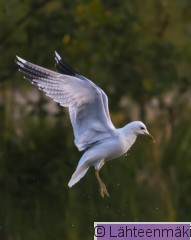 Kalalokki12_Reijo Lähteenmäki (2).jpg