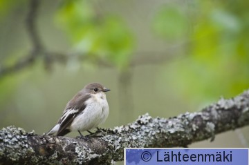 000028 Kirjosieppo naaras_27052011_Mouhijärvi Salmi.jpg