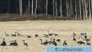 Metsähanhi7_Reijo Lähteenmäki.jpg