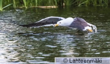 Selkälokki31_Reijo Lähteenmäki.jpg