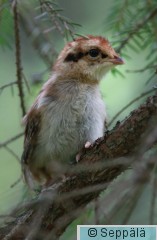 pyy_poikanen_Kuru140625_iso.jpg