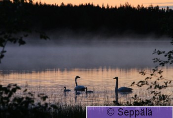 laulujoutsen_poikue_Kuru140619_iso3.jpg