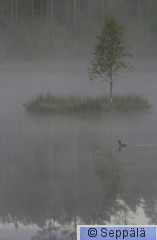 kaakkuri_Kuru140621_iso1.jpg