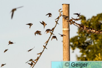IMG_5315.jpg