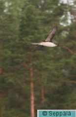 kaakkuri_Kuru140713_iso.jpg