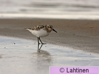 IMG_7225 k3.jpg