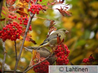 DSCN2057käsitelty.jpg