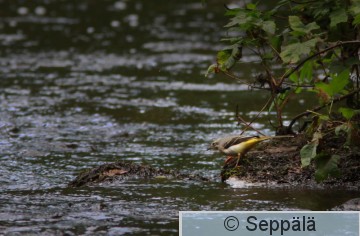 virtavastarakki_Parkano140718_iso.jpg
