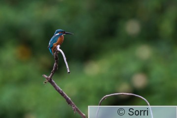 1MS_0276.jpg