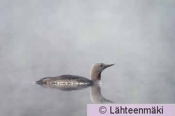 Kaakkuri11_Reijo Lähteenmäki.jpg