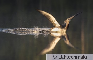 Kaakkuri39_Reijo Lähteenmäki.jpg