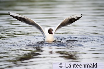 000085 Naurulokki_14072010_Mouhijärvi Salmi.jpg