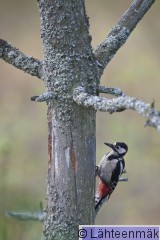 000174 Käpytikka koiras_30092011_Kokemäki Puurijärvi.jpg